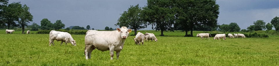 vendee_qualite_imageheader_boeuf