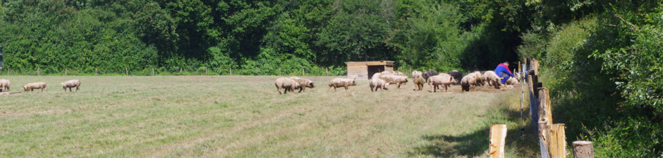 vendee_qualite_imageheader_porc_production