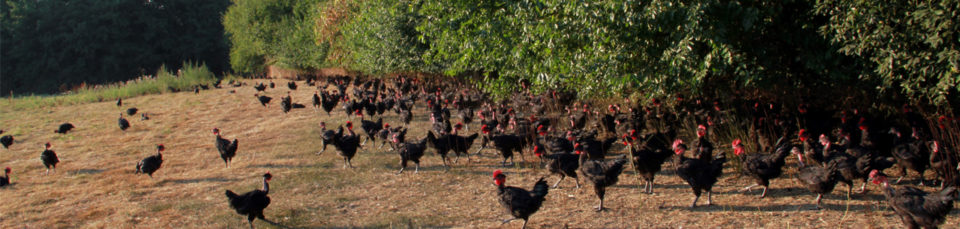 vendee_qualite_imageheader_production_volaille
