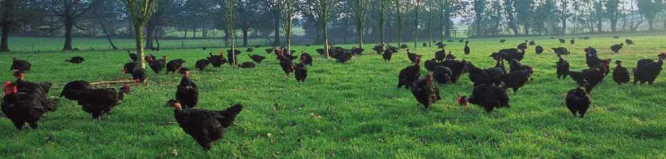 vendee_qualite_imageheader_volaille